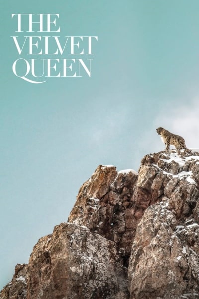 The Velvet Queen (La panth&egrave;re des neiges)
