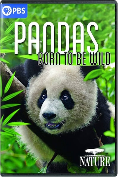 Pandas Born to Be Wild